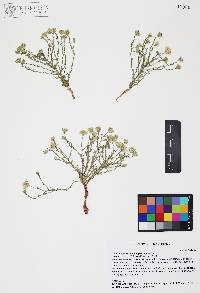 Chaetopappa ericoides image