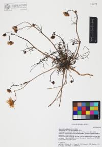 Malacothrix glabrata image