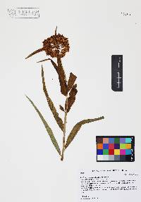 Asclepias asperula image