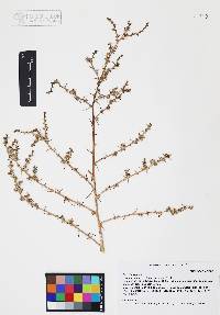 Salsola tragus image