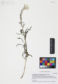 Pseudognaphalium leucocephalum image
