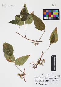 Toxicodendron radicans subsp. divaricatum image