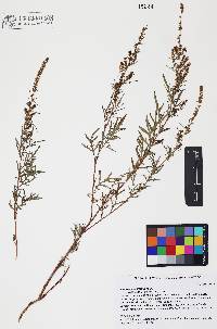 Ambrosia confertiflora image