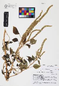 Amaranthus palmeri image