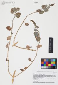 Dicoria canescens image