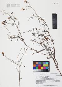 Palafoxia arida image