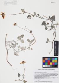 Helianthus niveus image