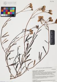 Palafoxia arida image