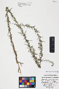 Artemisia dracunculus image