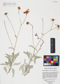Encelia farinosa image