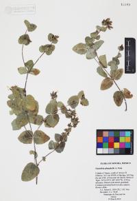 Guardiola platyphylla image