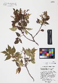 Rhus virens image