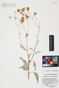 Encelia farinosa image