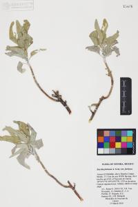 Encelia farinosa image