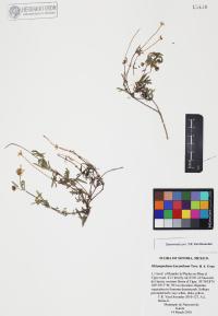 Melampodium leucanthum image