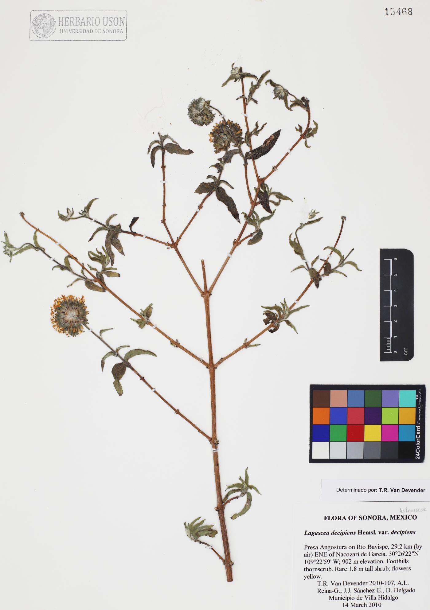 Lagascea decipiens var. decipiens image
