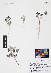 Chenopodium neomexicanum image