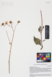 Encelia farinosa image