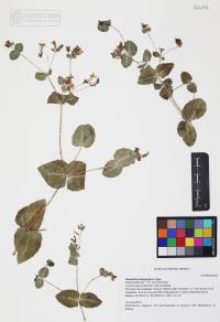 Guardiola platyphylla image