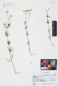 Coreocarpus arizonicus image