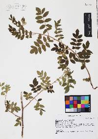 Rhus terebinthifolia image