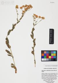 Heterotheca subaxillaris image