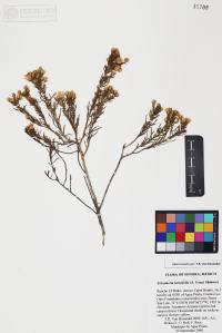 Ericameria laricifolia image
