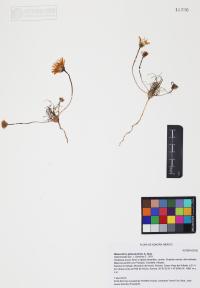 Malacothrix glabrata image