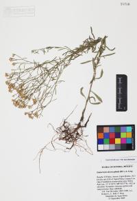 Gutierrezia microcephala image