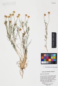 Hymenoxys odorata image