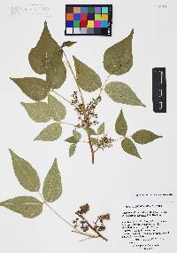 Toxicodendron radicans subsp. divaricatum image