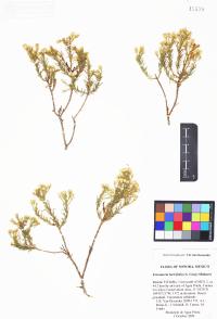 Ericameria laricifolia image