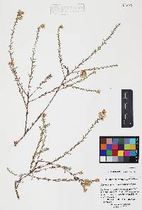 Chaetopappa ericoides image