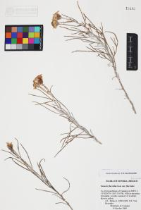 Senecio flaccidus image