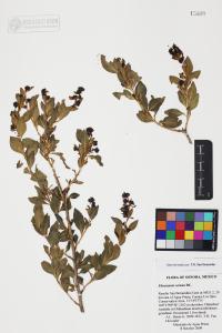 Flourensia cernua image