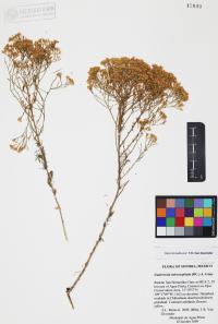 Gutierrezia microcephala image