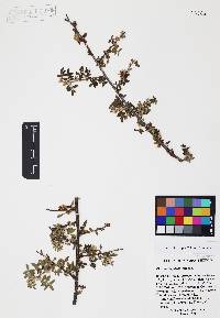 Rhus microphylla image