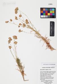 Hymenothrix wrightii image