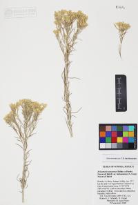 Ericameria nauseosa image
