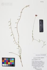 Erigeron flagellaris image