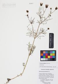 Cosmos parviflorus image