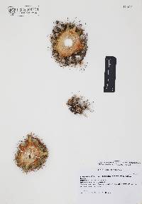 Coryphantha vivipara var. vivipara image