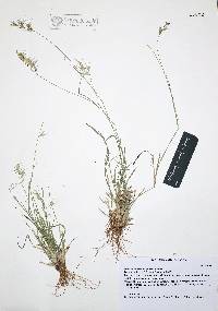 Bouteloua repens image