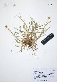 Cenchrus echinatus image