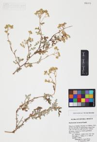 Parthenium incanum image