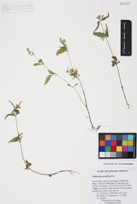 Galinsoga parviflora image
