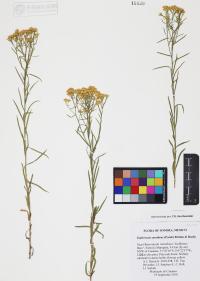 Gutierrezia sarothrae image