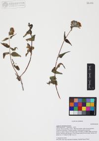 Lagascea decipiens image
