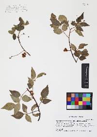 Rhus virens image