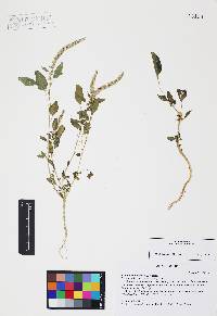 Amaranthus palmeri image